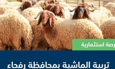 “البيئة” تطرح فرصة استثمارية في تربية الماشية بمحافظة رفحاء