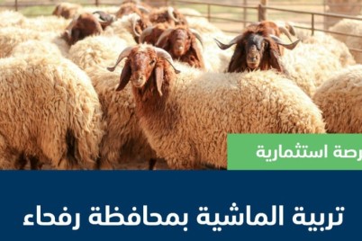 “البيئة” تطرح فرصة استثمارية في تربية الماشية بمحافظة رفحاء