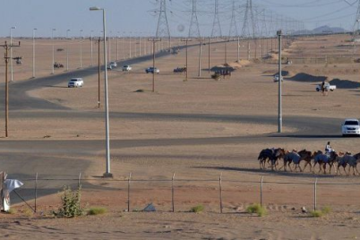 غداً.. ميدان نجران للهجن يقيم سباقة الرسمي لسن “الحقايق”