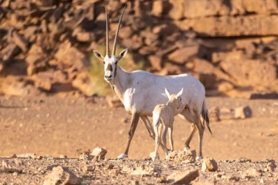 محمية الملك سلمان بن عبدالعزيز الملكية تسجل حالة ولادة الوعل